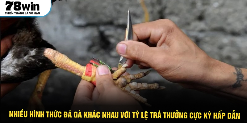 Nhiều hình thức đá gà khác nhau với tỷ lệ trả thưởng cực kỳ hấp dẫn